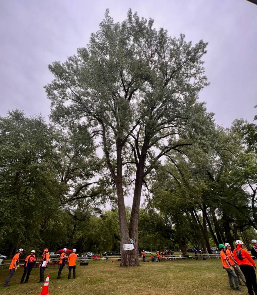 Our... - International Tree Climbing Championship (ITCC) | Facebook