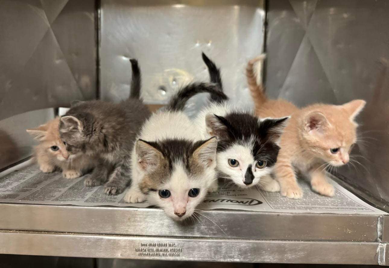 Rescue 10-week-old kitten siblings from Union County shelter