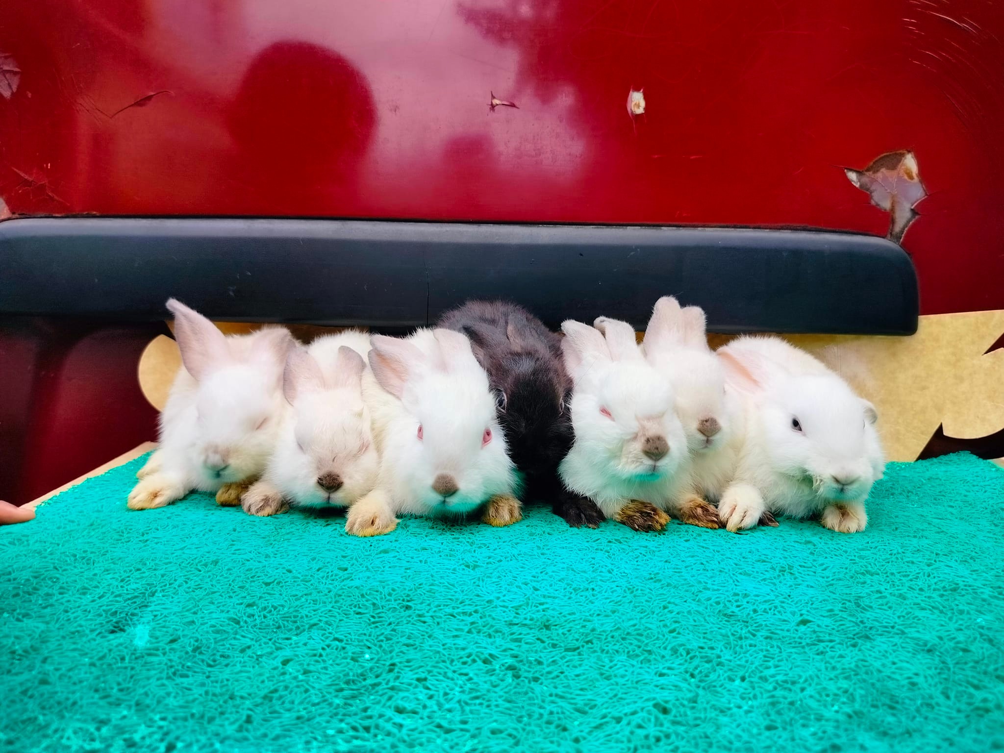 Fin Fur Feather Petshop | Ormoc City