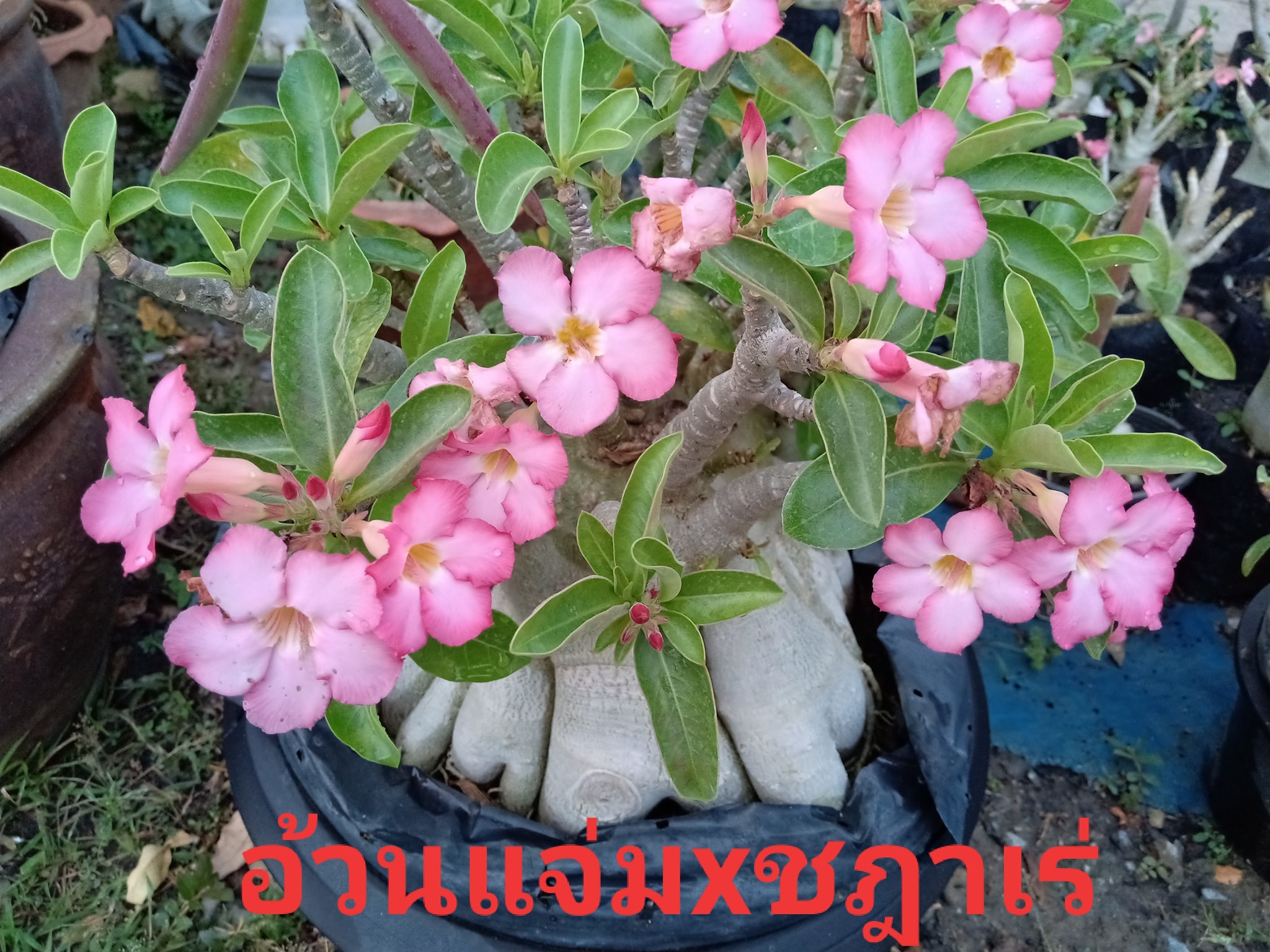 ชวนชมนานาสาระ Varietyadenium