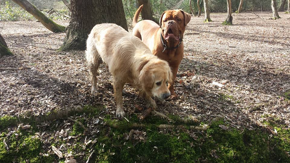 Meet the gang !!! - The Dog Services Company | Facebook