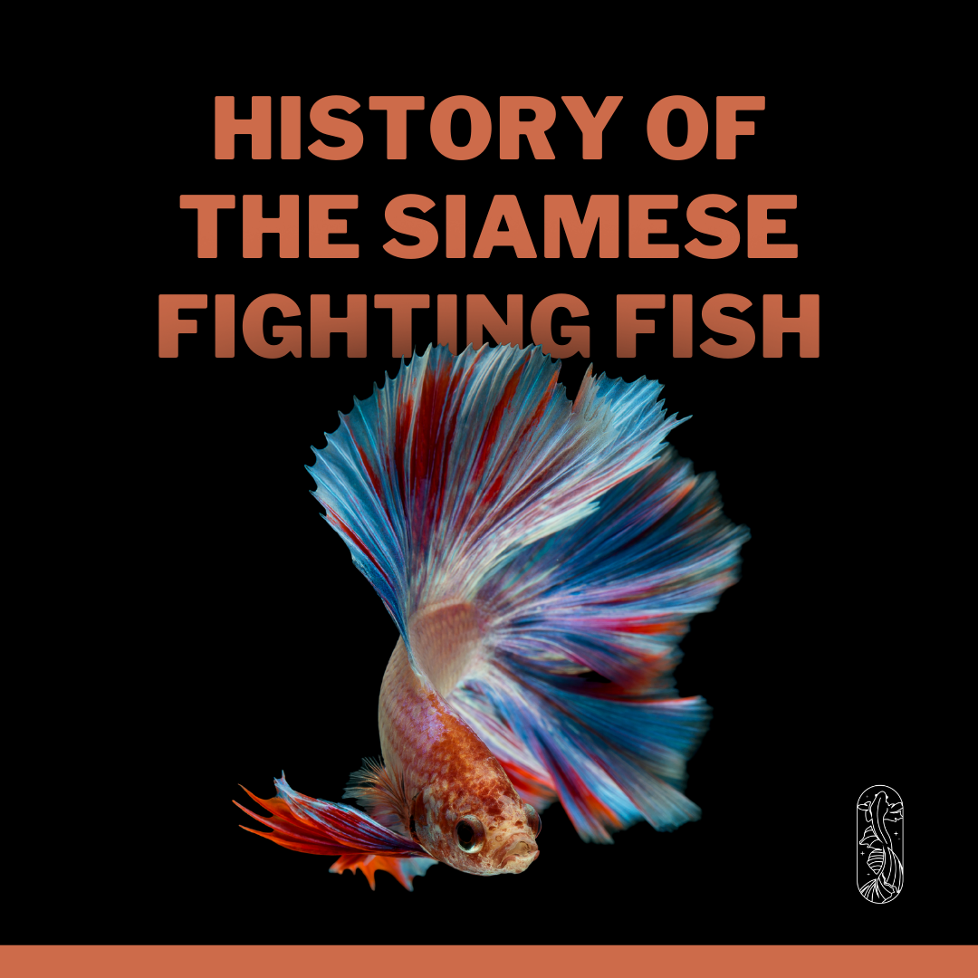 Sisan Betta - THE HISTORY OF THE SIAMESE FIGHTING FISH...