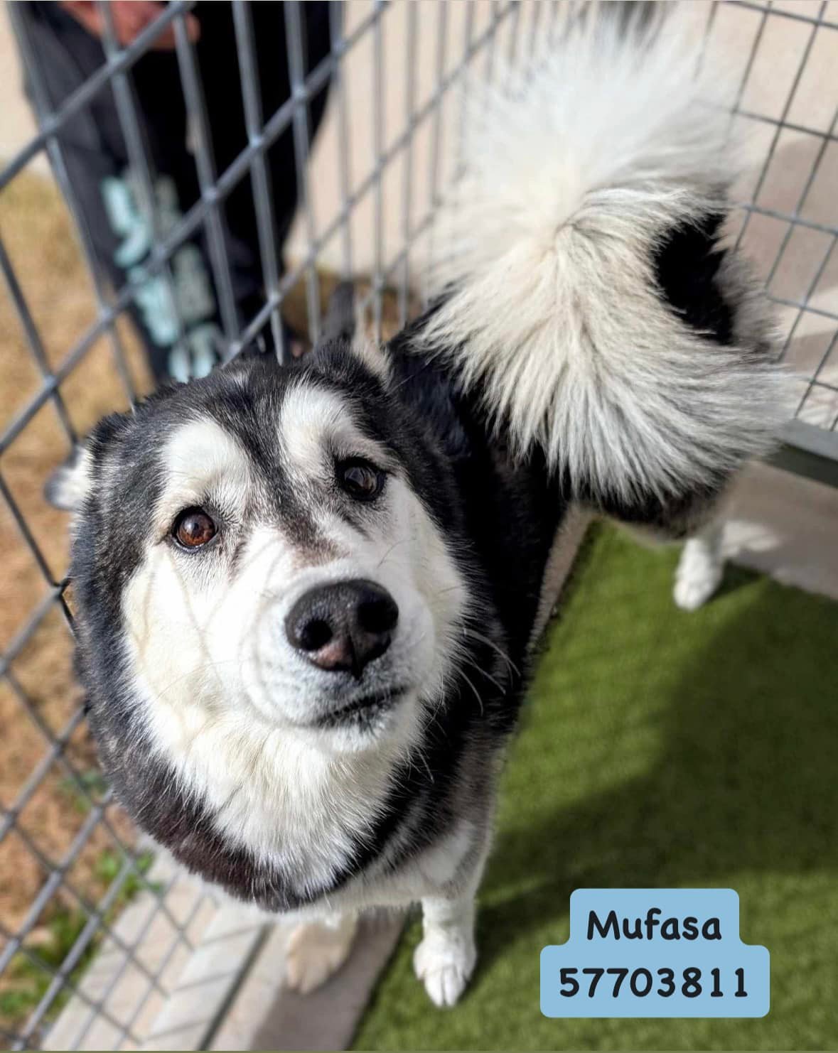 Raising - RIP sweet boy 😭💔 🚨PAST DEADLINE, CAN BE EUTH@NIZED AT ANY ...