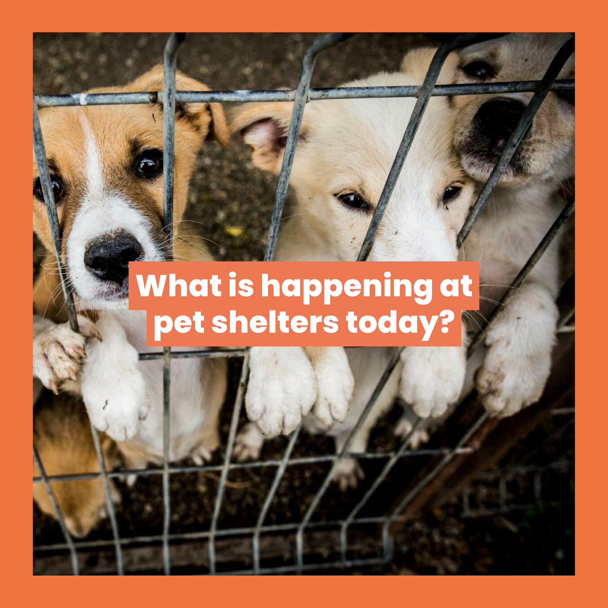 Energize Paws - Did you know that there are too many dogs... | Facebook