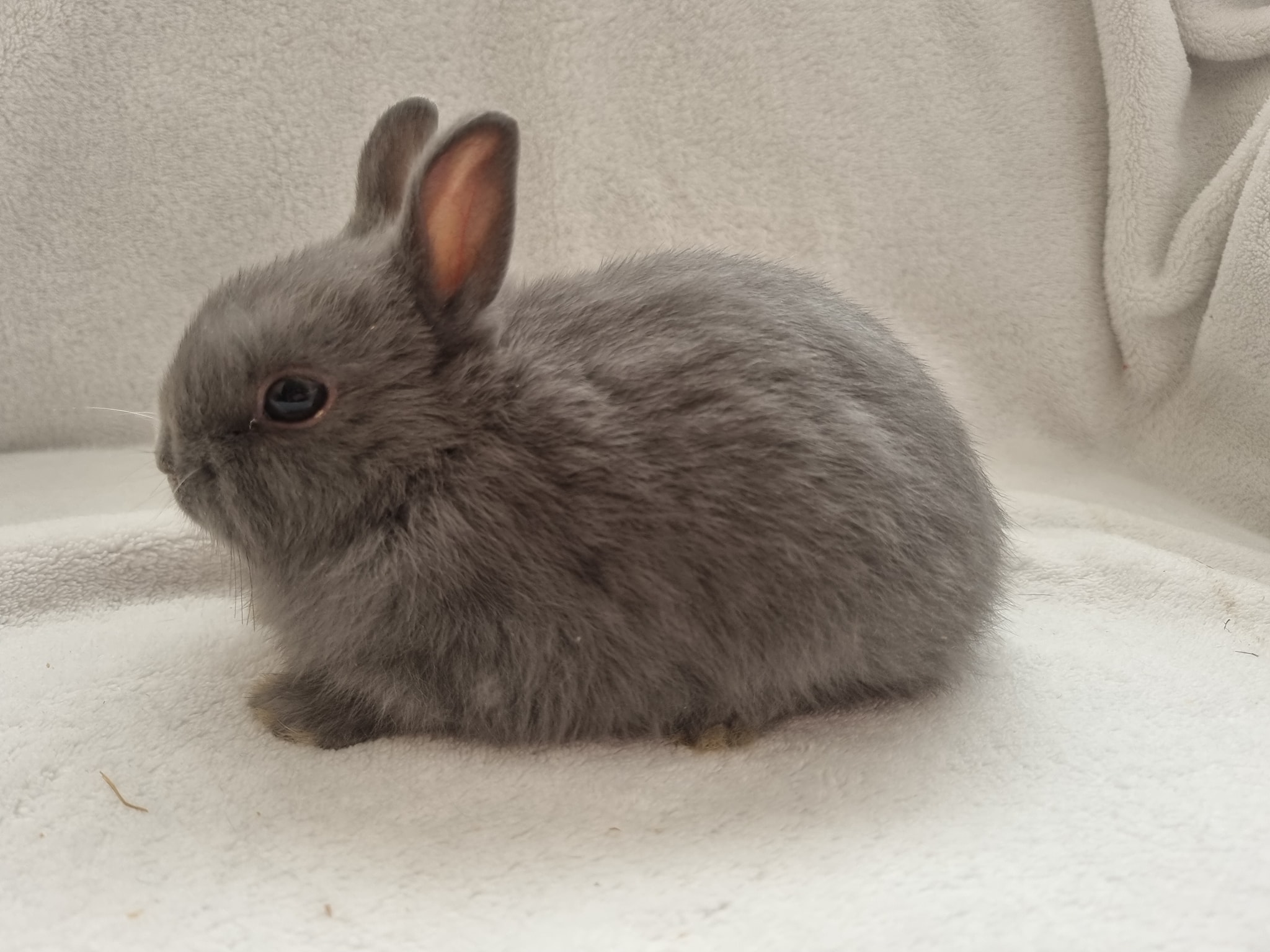 She is a Blue Self... - Dwarf Rabbits - Cute Dwarf Bunnies