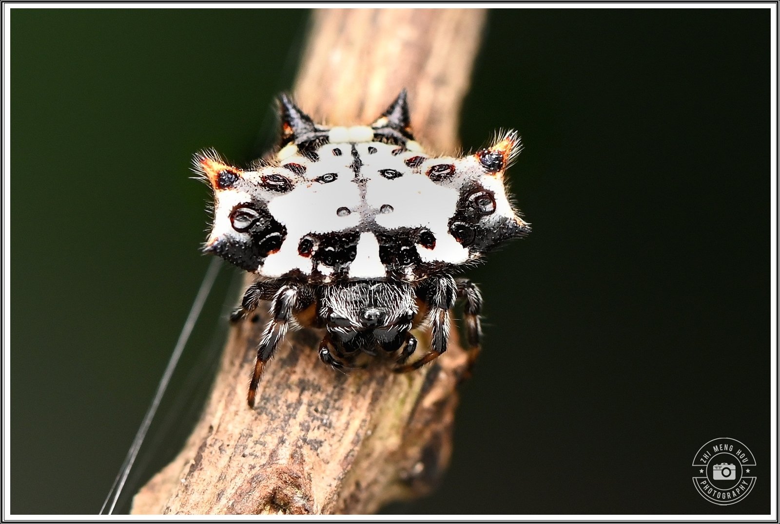 Spider.oxila . bugonwillia.kilgha.monstetra