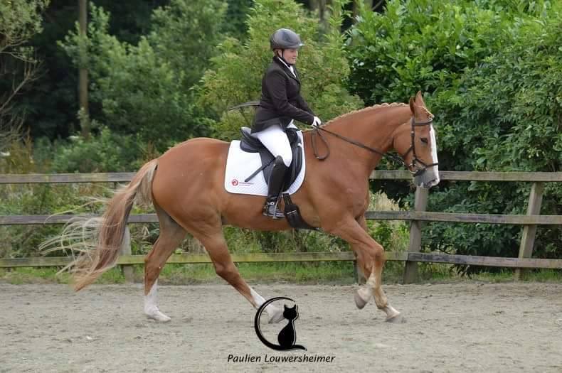 Paardensportvereniging Jeanne d'Arc - WIST JE DAT.... je als ruiter (of ...