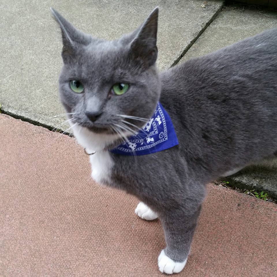 ferndene-cattery-morpeth