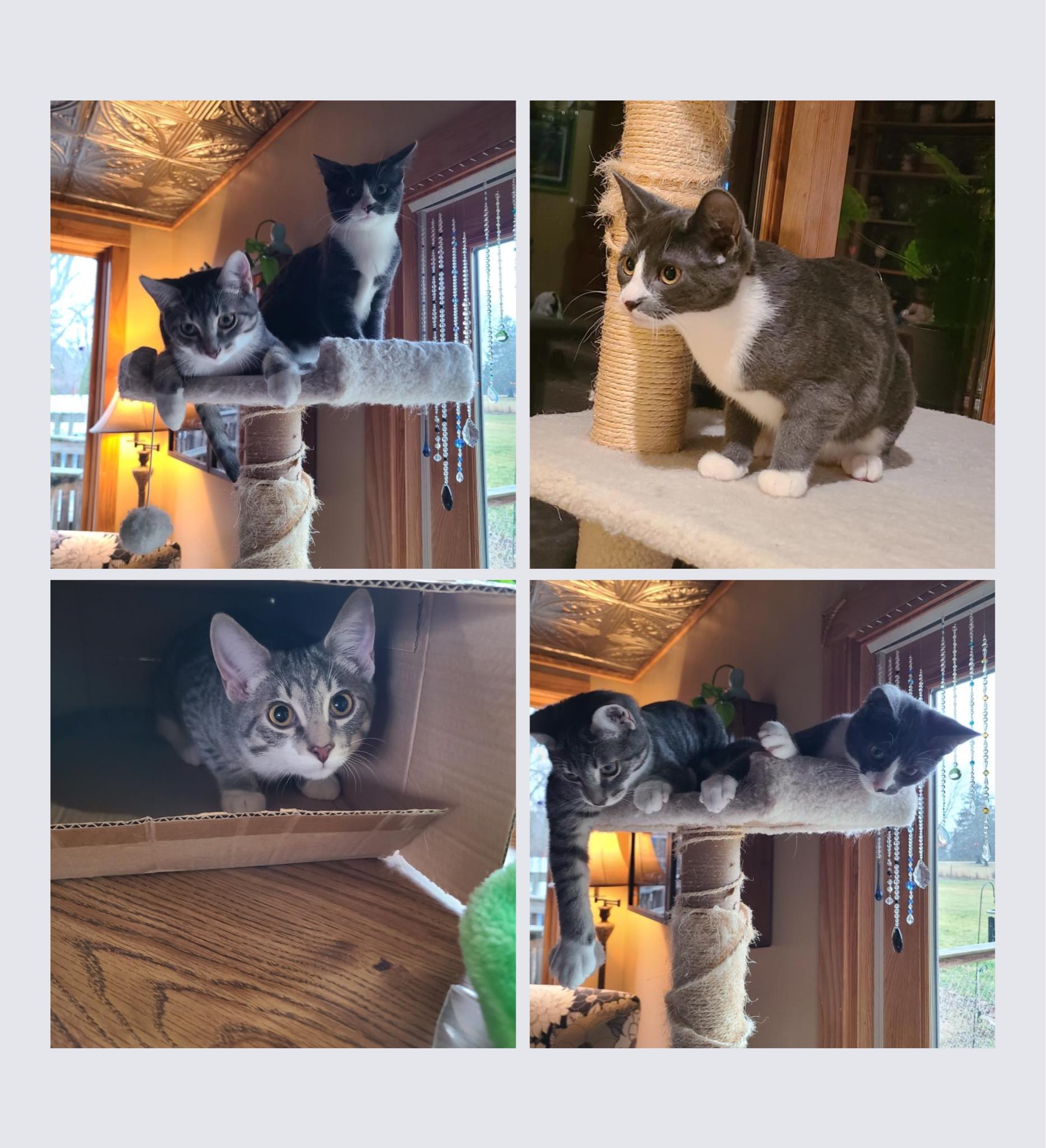 🧶 🚻 🧶 🚻... - CARF: The Critical Animal Relief Foundation