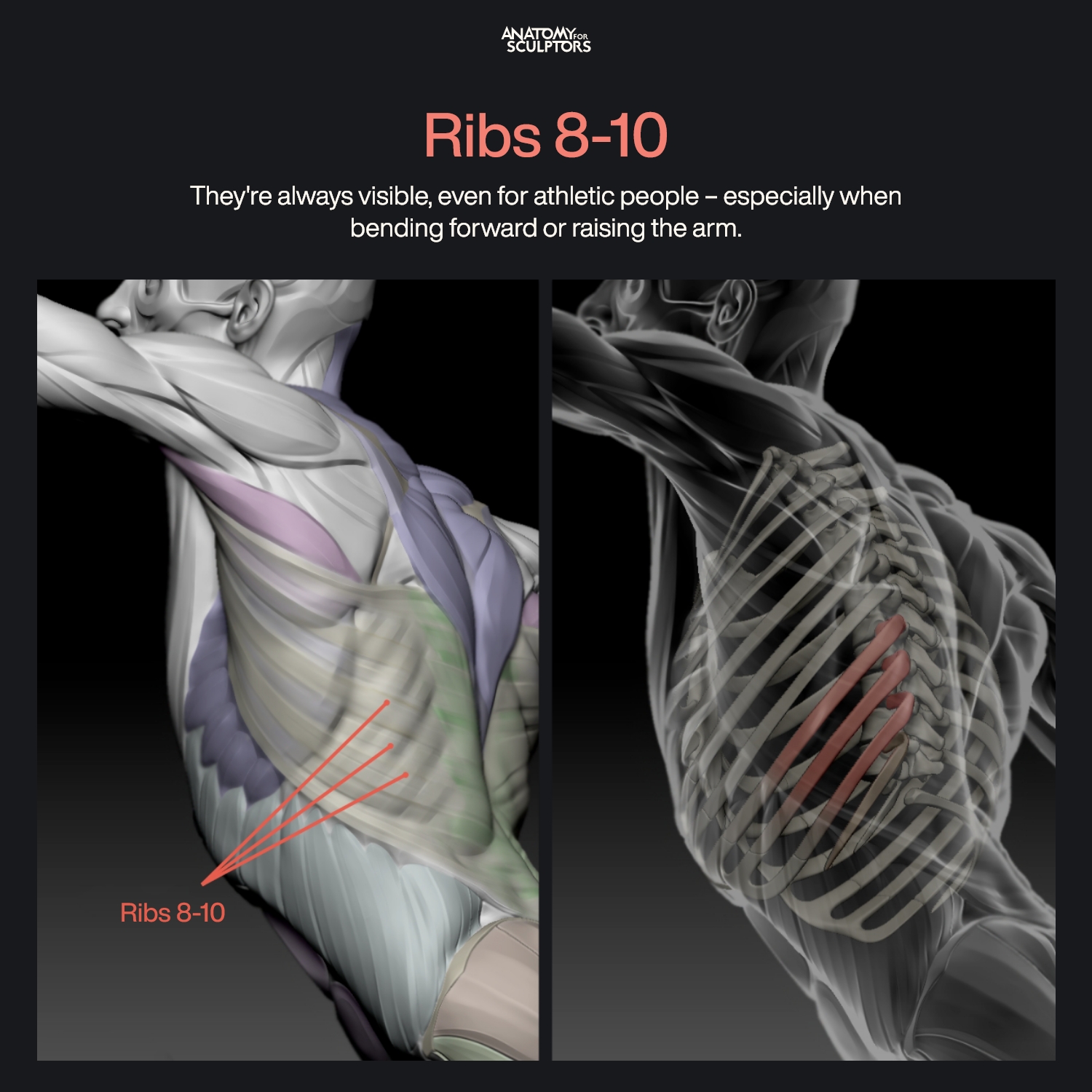 Anatomy - Ribs 8-10 always show, even if you're very athletic. They get ...