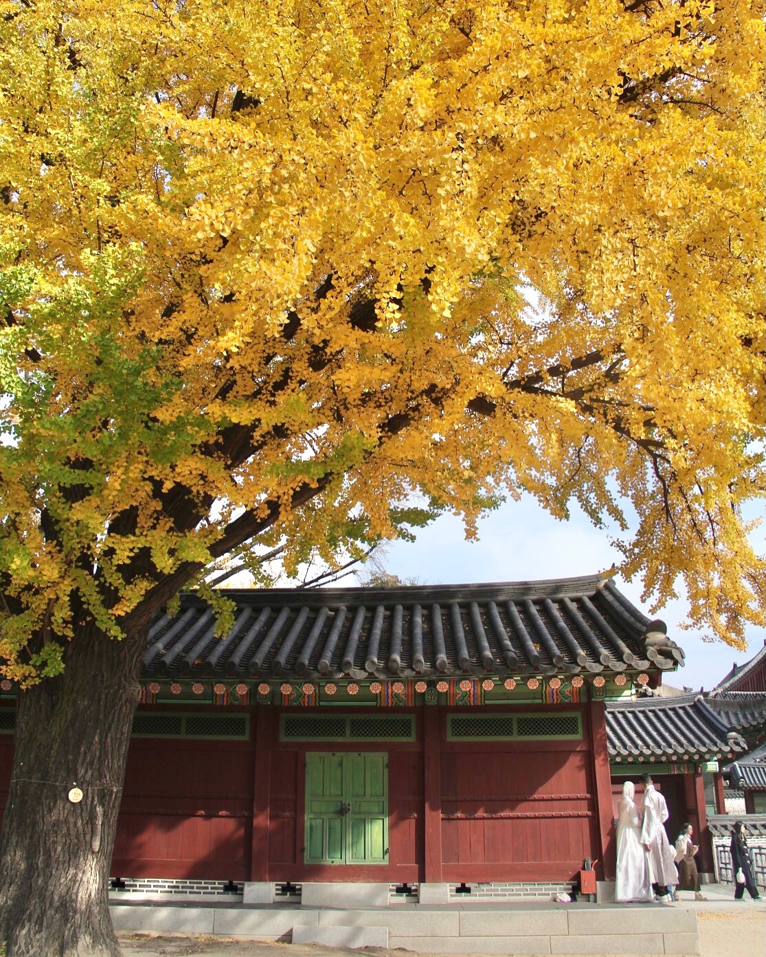 昌德宮的銀杏太美了，忍不住單獨給它一個版面！... - 台灣安姨的韓國安居日常 대만 이모앤의 한국 life