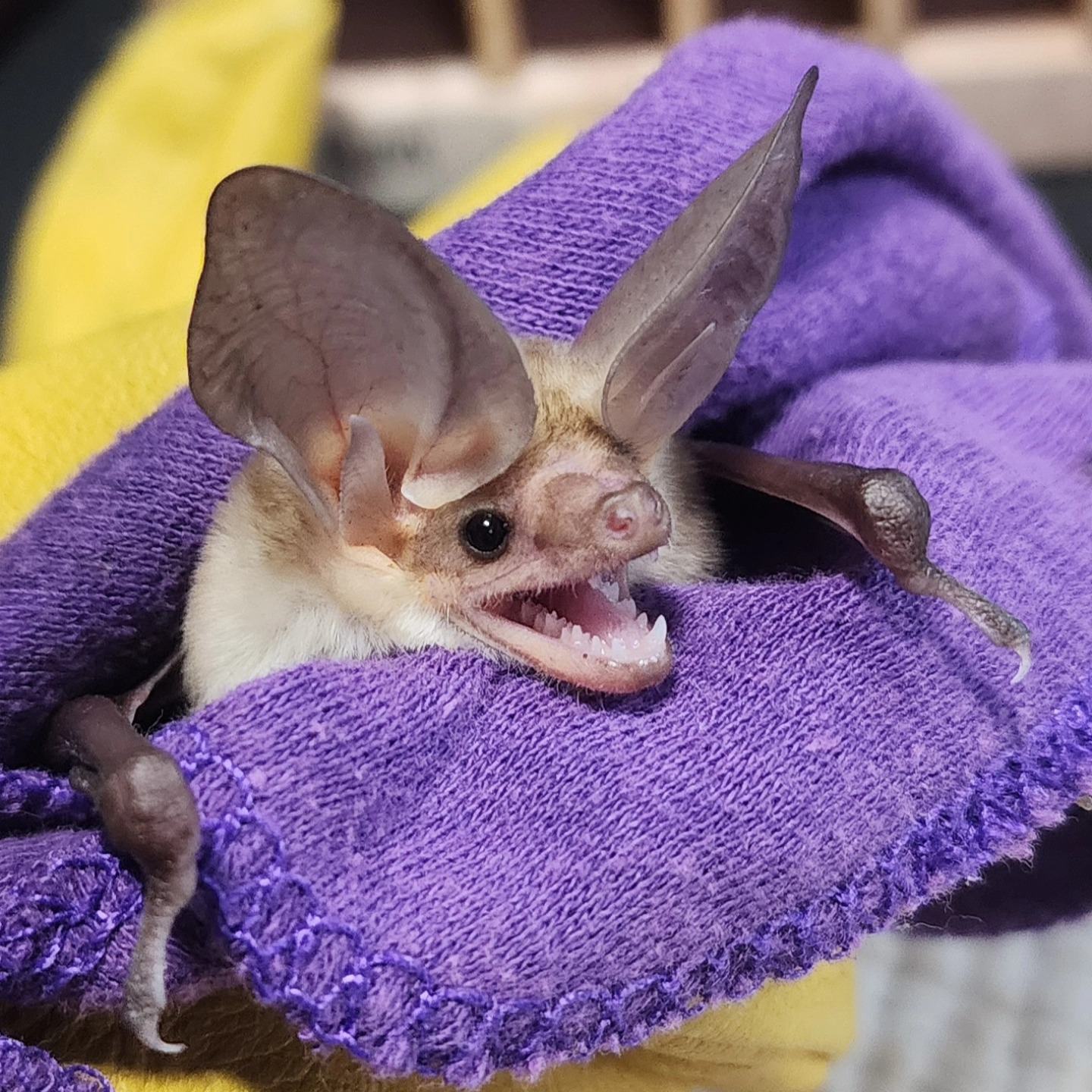 Arizona - Here's Bunni's smile to welcome your Friday! #bats #arizona # ...