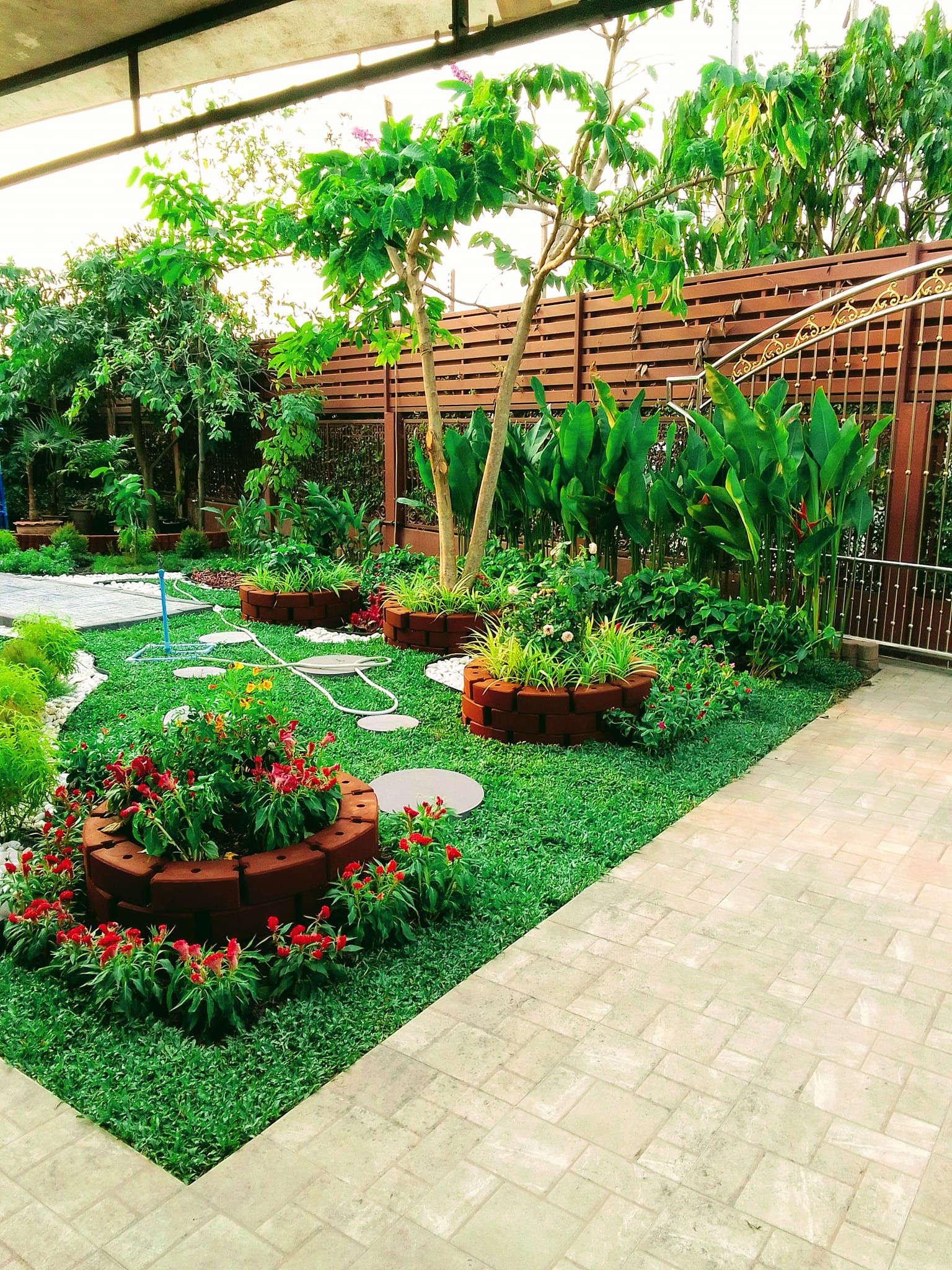 Manaf garden ลำลูกกา คลอง 16 -สวนผลิตช้อนเงินช้อนทอง ไทรเกาหลี ราคาส่ง ...