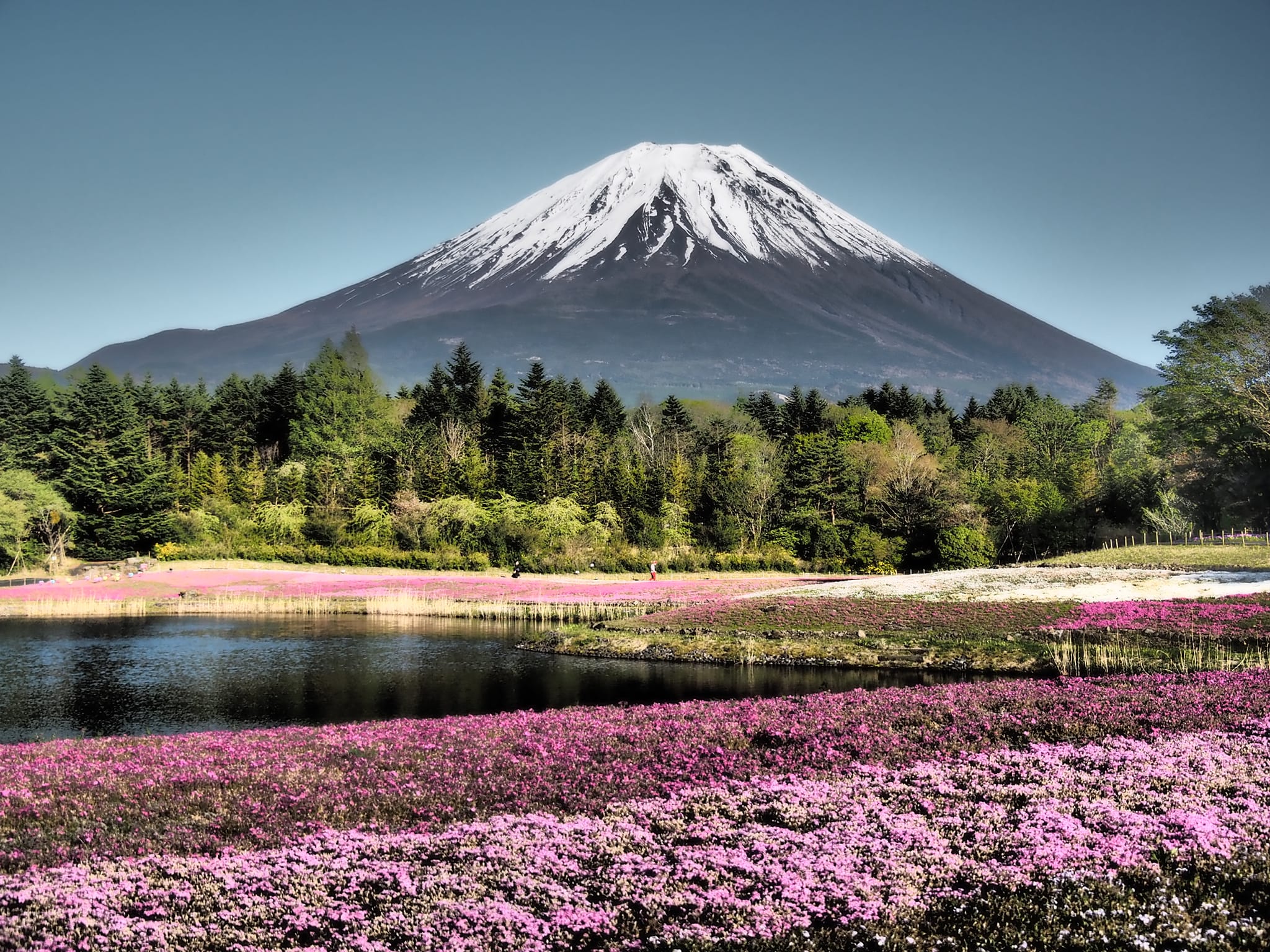 Springtime views of Mount Fuji in Japan