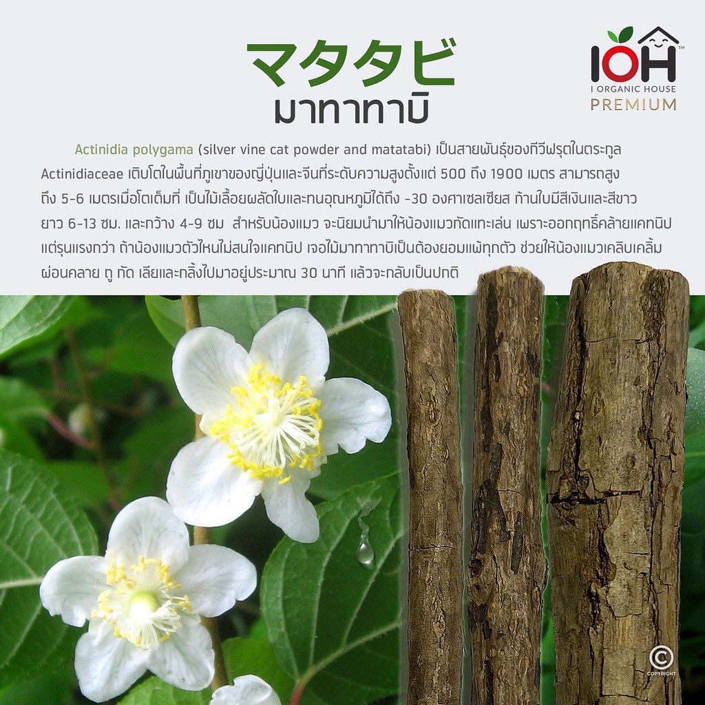 I Organic House - มาทาทาบิ คืออะไร ? ***มาทาทาบิ...