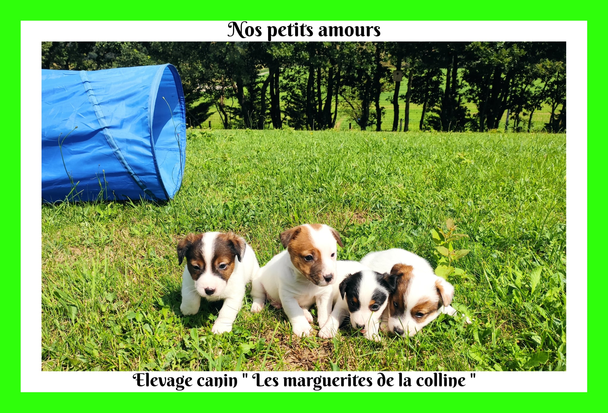 Elevage Canin Les Marguerites De La Colline