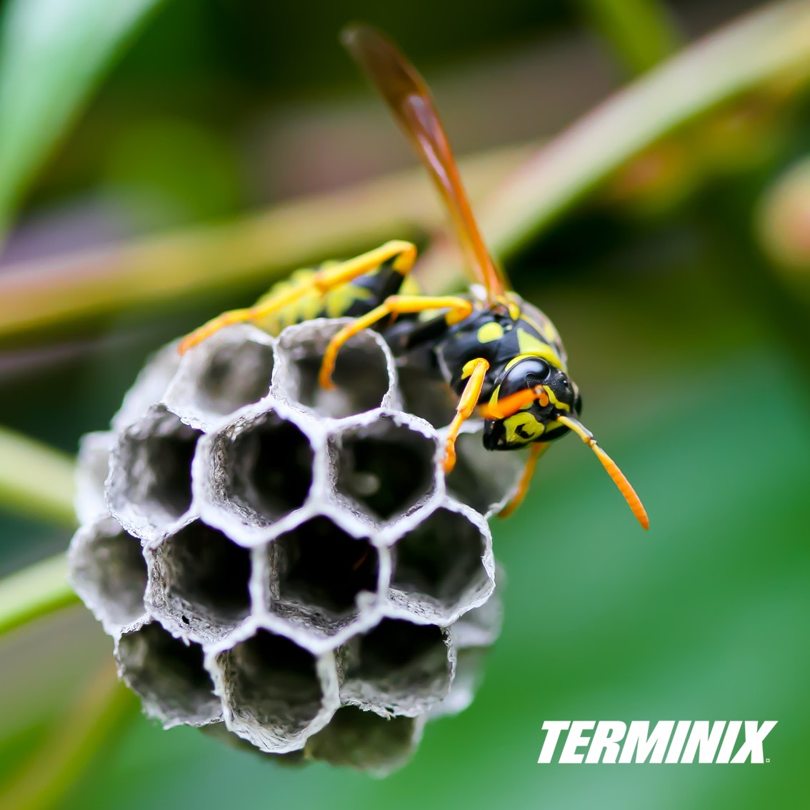Terminix UK Ltd
