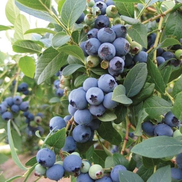 Marylands Rare Fruit Nursery - Hey, Your rare fruit collection is not ...