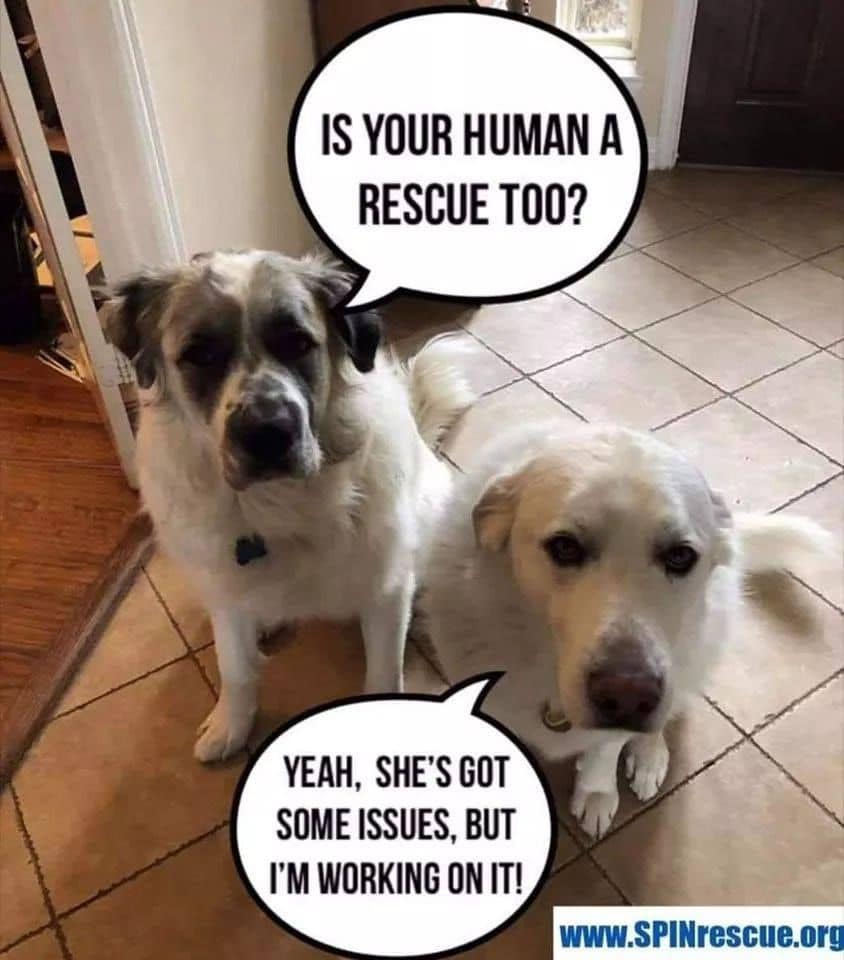 ️ It’s National Rescue Dog Day! ️... - Heartland Lab Rescue