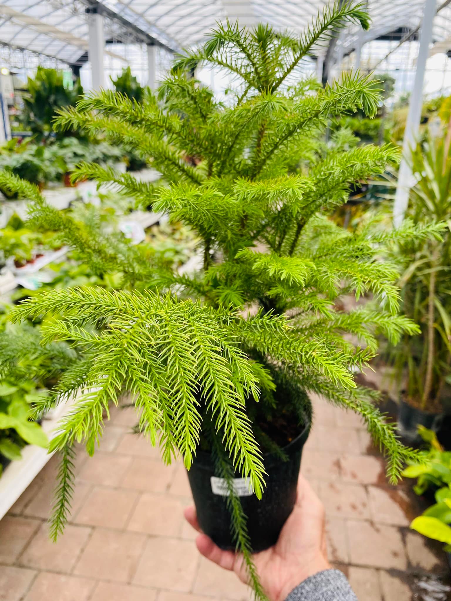 Botanix Jardins Zeillinger... - Botanix Jardins Zeillinger