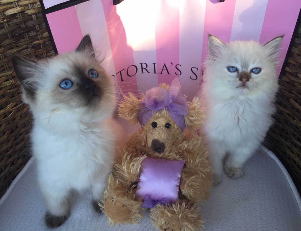 Fancy Paws... - Fancy Paws Ragdolls & Maine Coons Queensland
