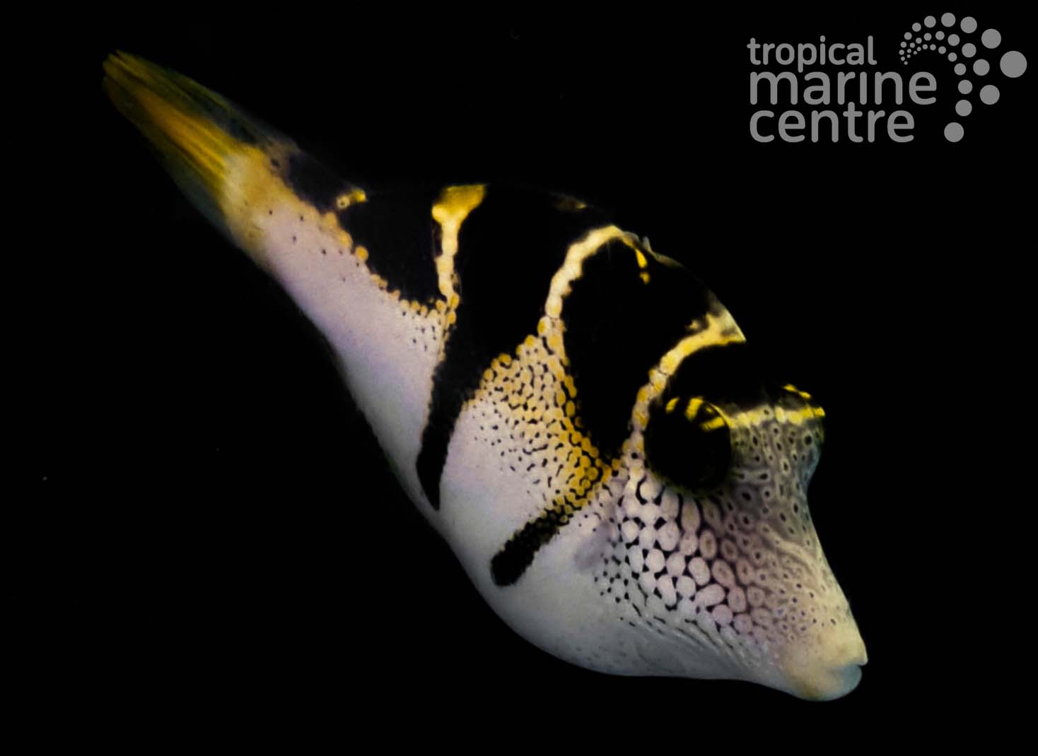 The Mimic Filefish, as the name... - Tropical Marine Centre | Facebook
