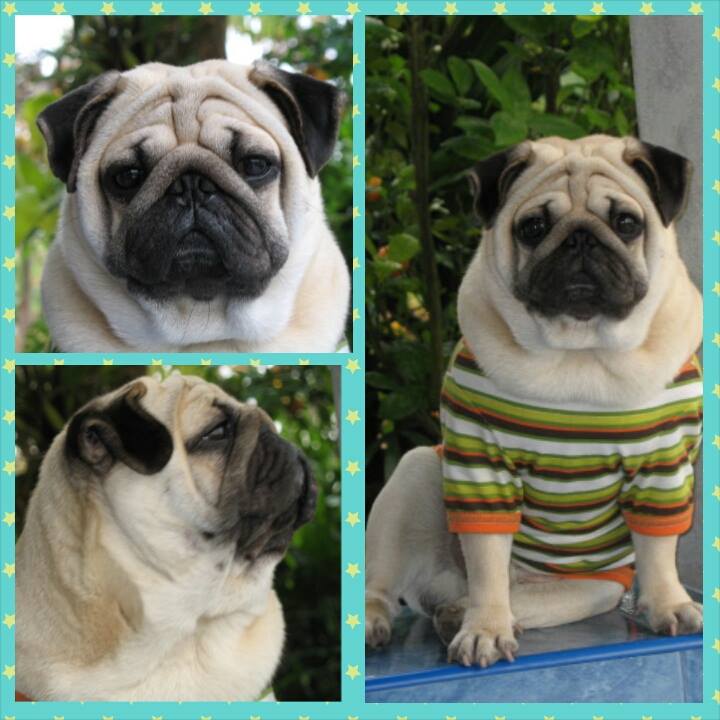 Hug Pug - มาตรฐานของสายพันธุ์ 