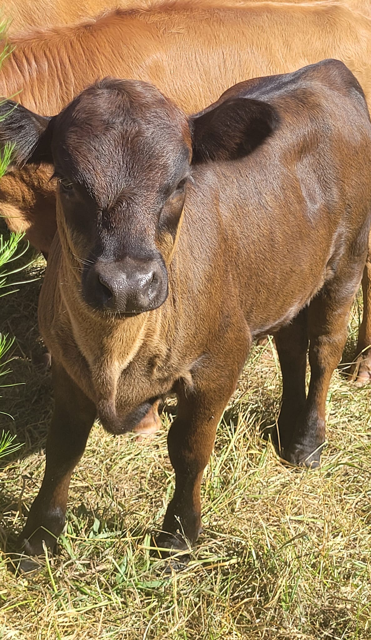 Red Ridge Farm