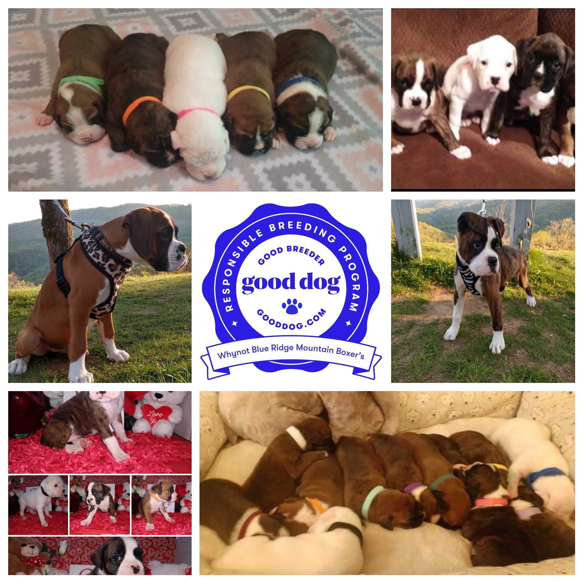 Whynot Blue Ridge Mountain Boxer's
