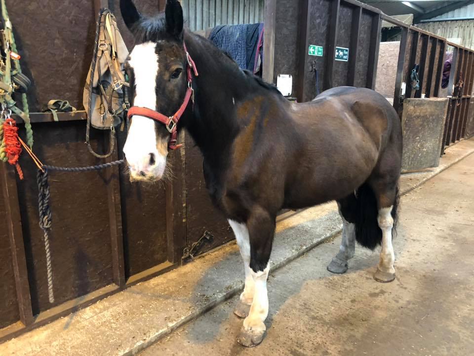Our superstar Robert had a... - Polegate Equestrian Centre | Facebook