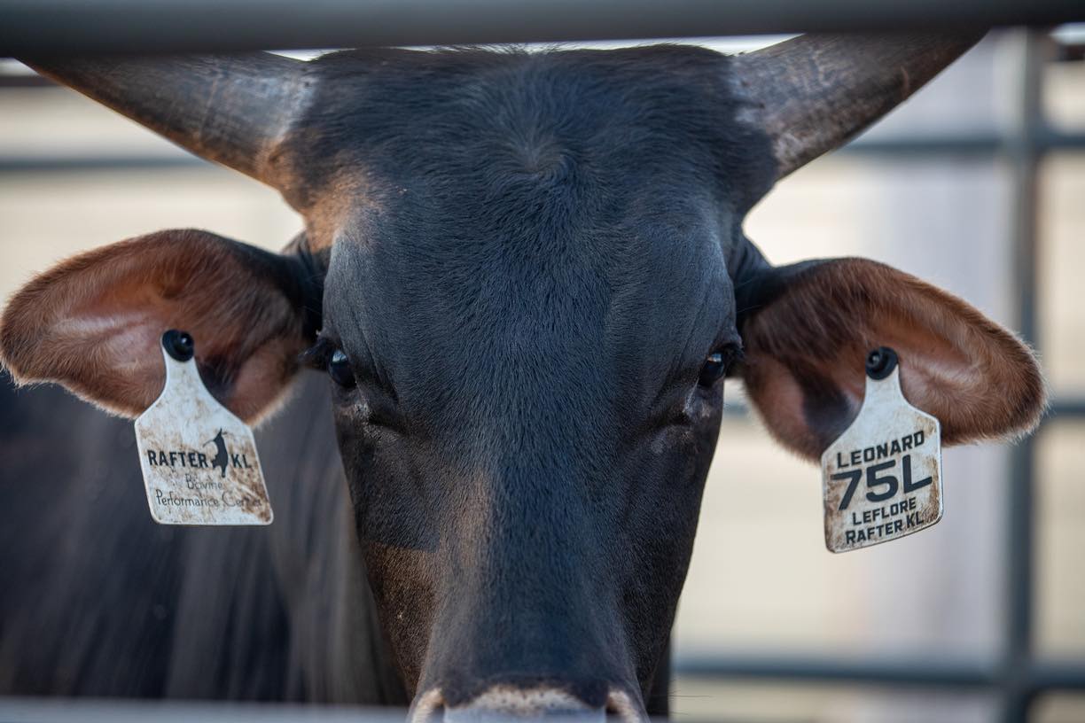 Rafter KL Bucking Bulls - We are Duncan bound for the Evolution Bull ...