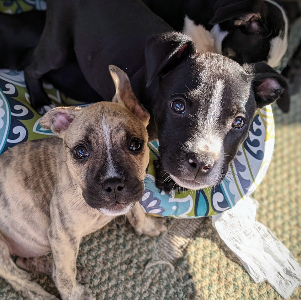 Adopt Me - Pups in Rescue... - Adopt Me - Pups in Rescue