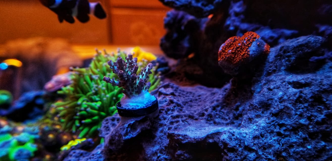 ReefLoco - My Rasta zoanthids have been growing like crazy lately ...