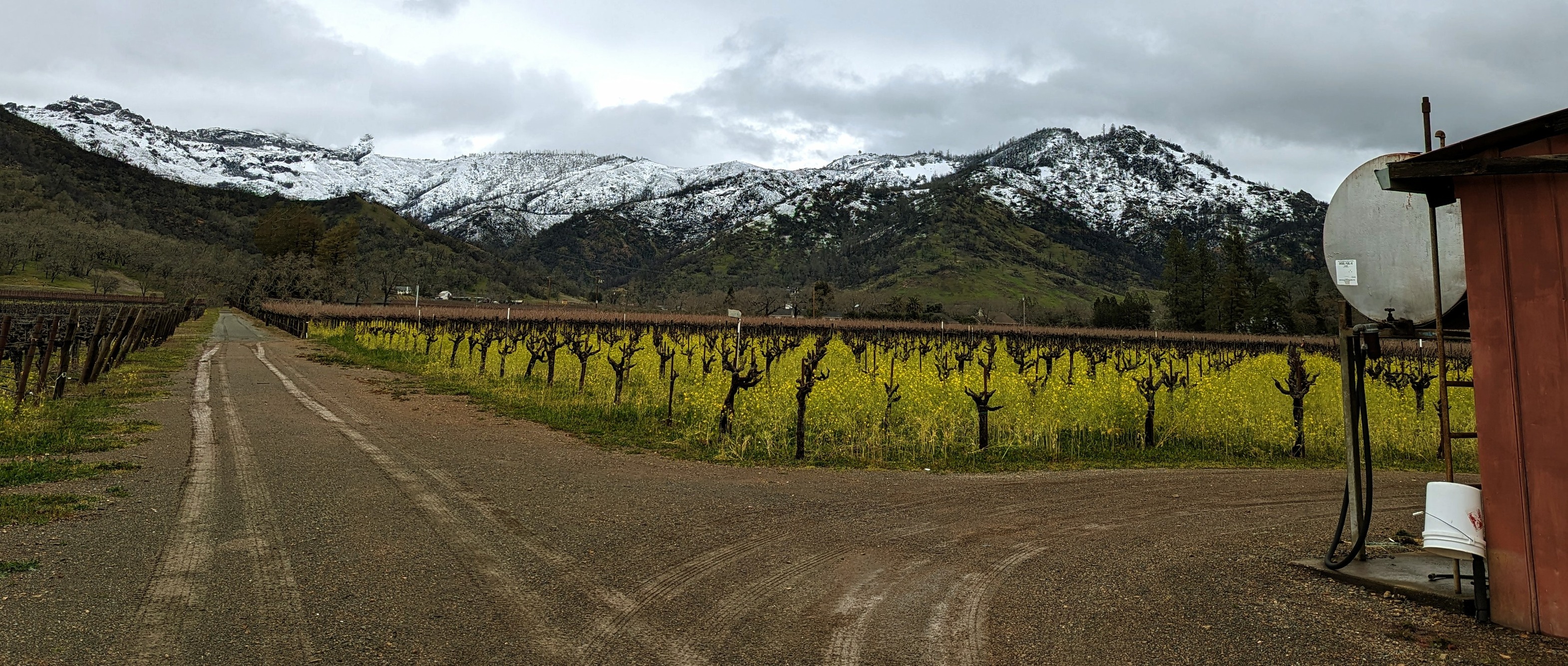 Frediani Vineyards | Calistoga CA