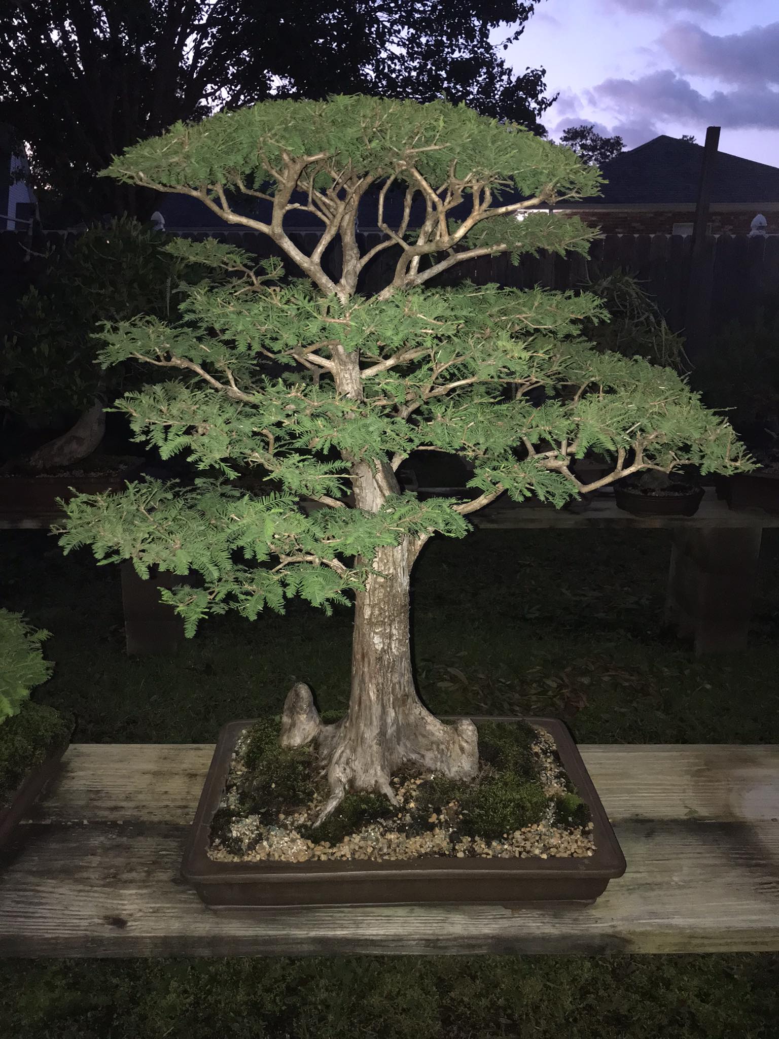 Flattop Bald Cypress Bonsai that had a good year. Grown from seed