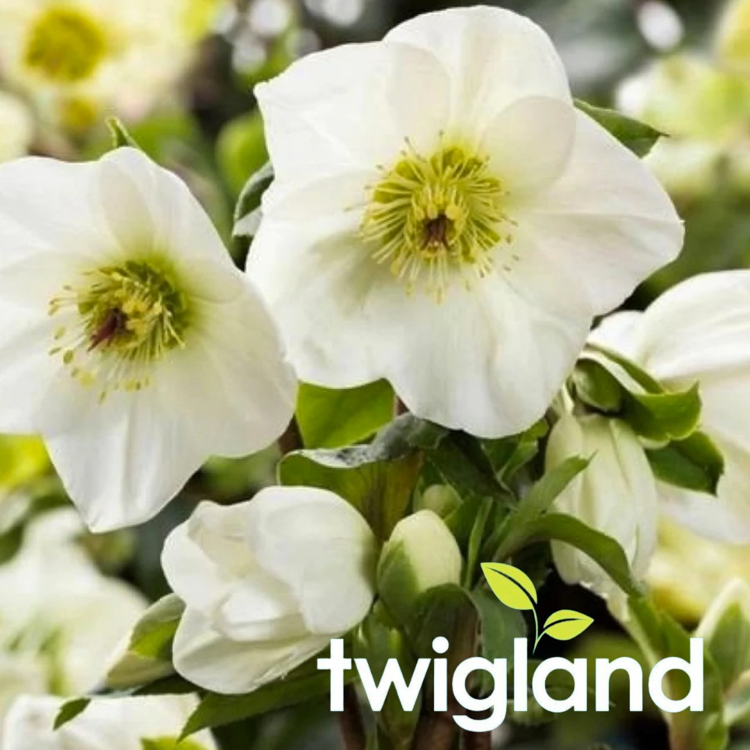 Churton Park Info - Did you know certain plants grow better during the ...