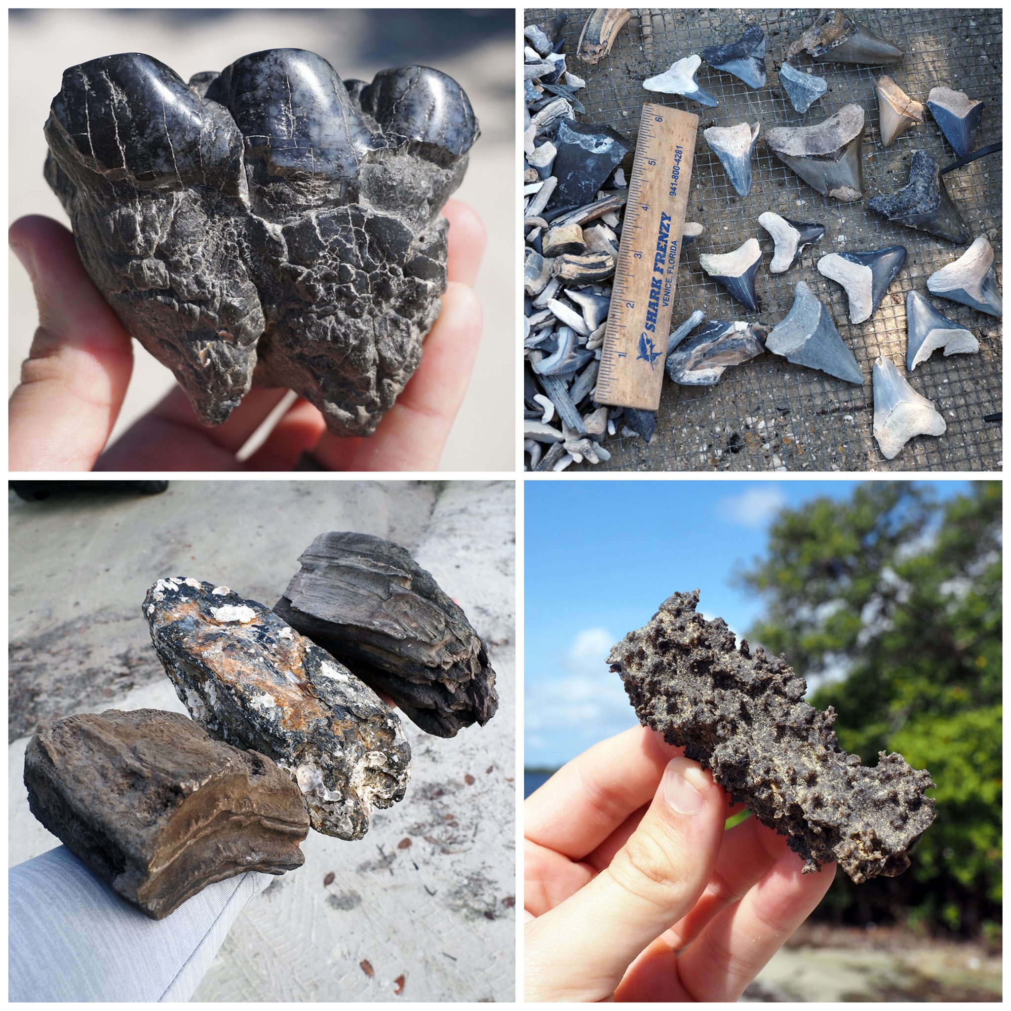 Digging Science - Flash Sale! These incredible fossils are... | Facebook