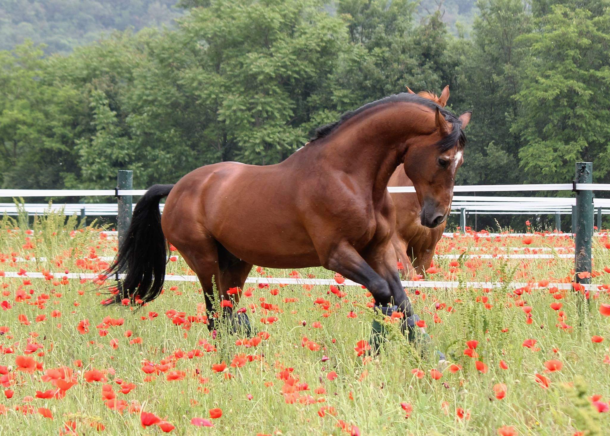 Centro Ippico BM FARM added a new... - Centro Ippico BM FARM