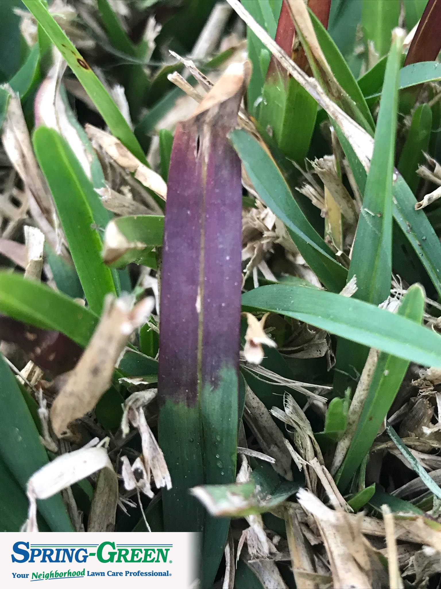 SpringGreen - Is your St. Augustine grass turning purple? That is the ...