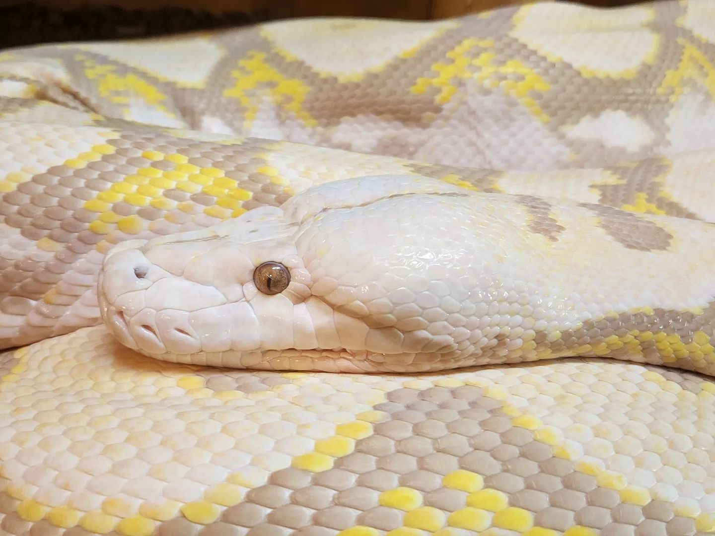 Reptile Garden - Cuddles our Reticulated Python looking...