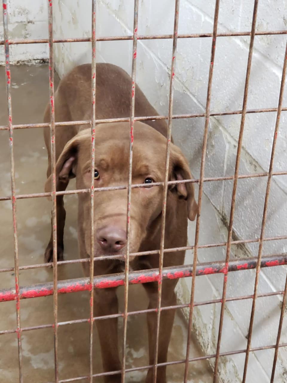 ‼️ UPDATE ‼️ Harvey has been... - Heartland Lab Rescue | Facebook