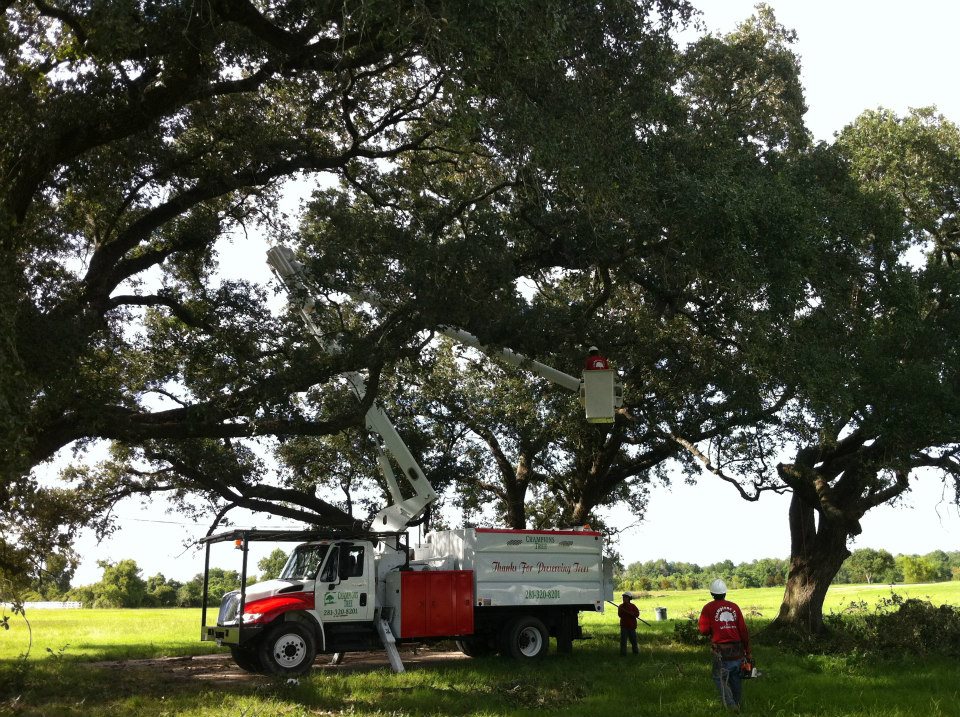 Champions Tree Preservation | Houston TX