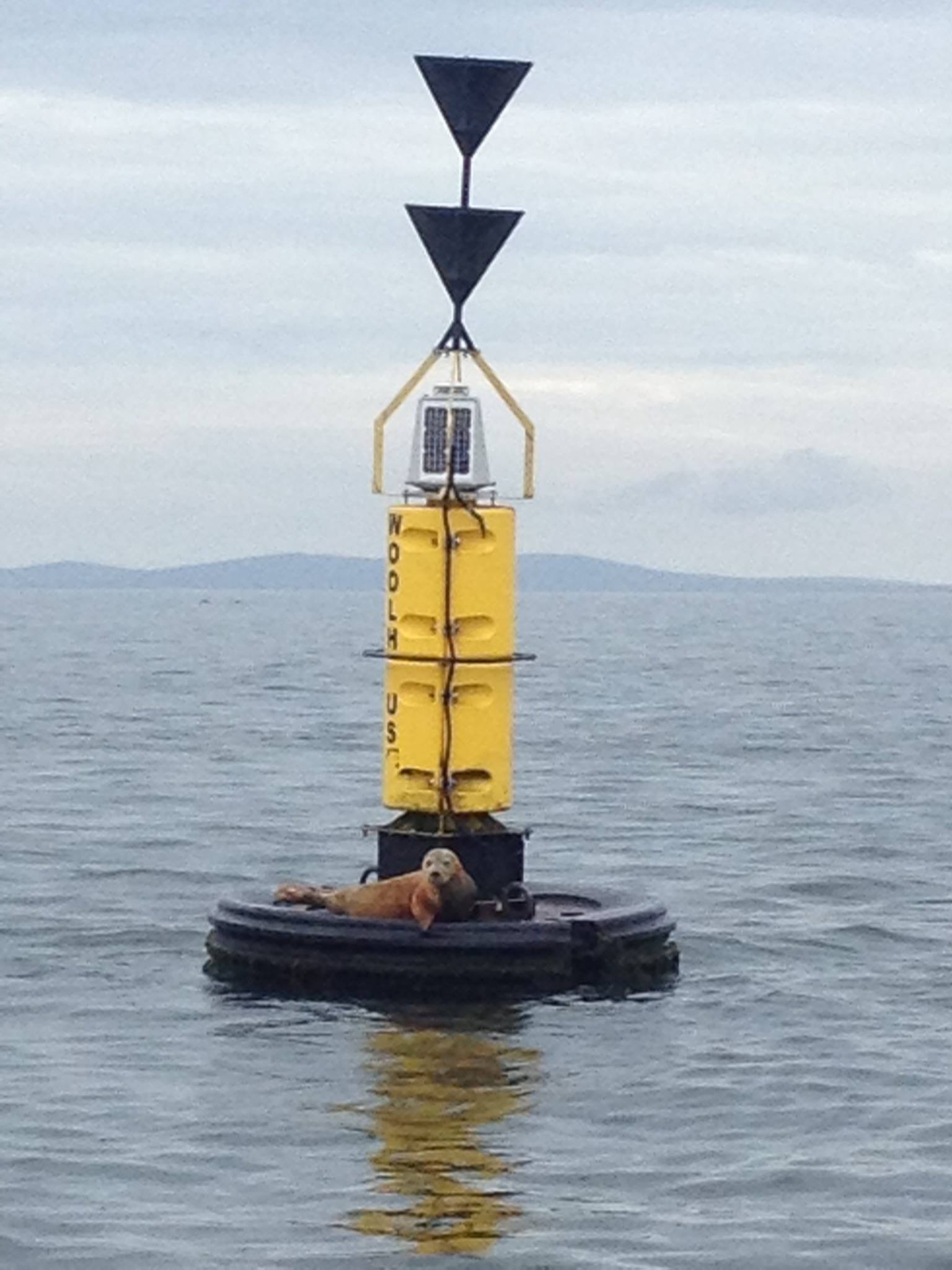 Saundersfoot Seal Safari | Saundersfoot