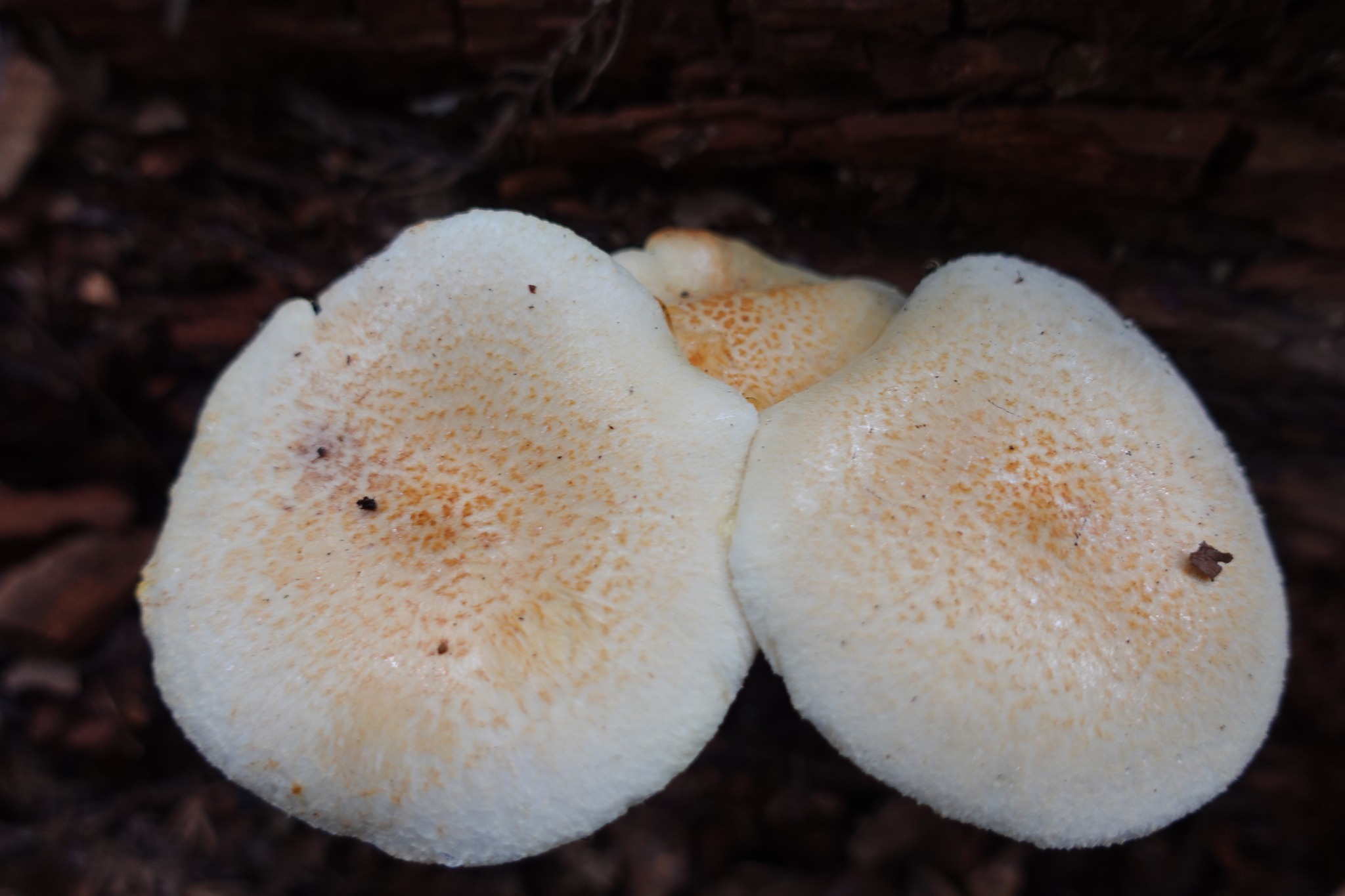 One of the species mushroom in japan