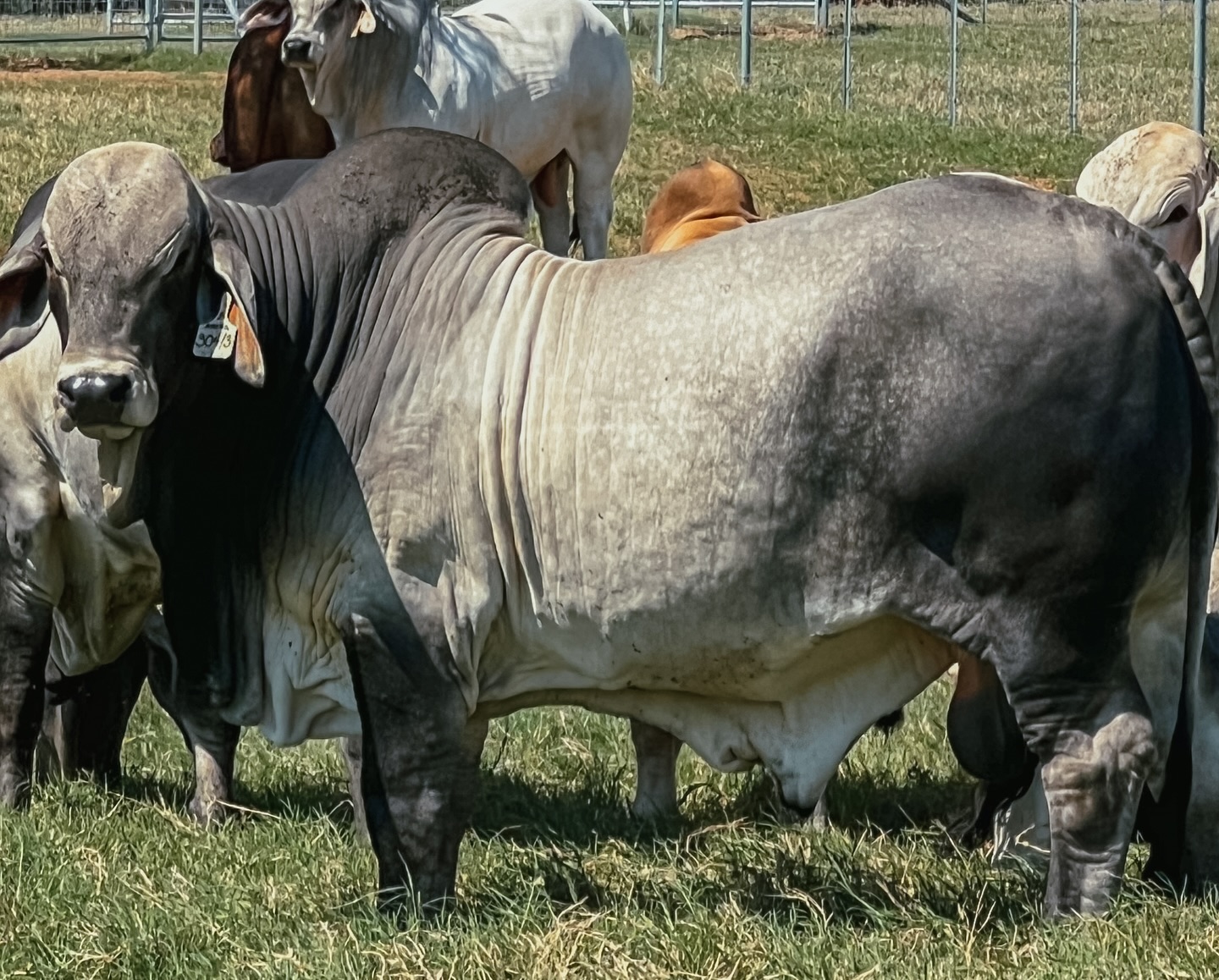 Flying Diamond Ranch | Pleasanton TX