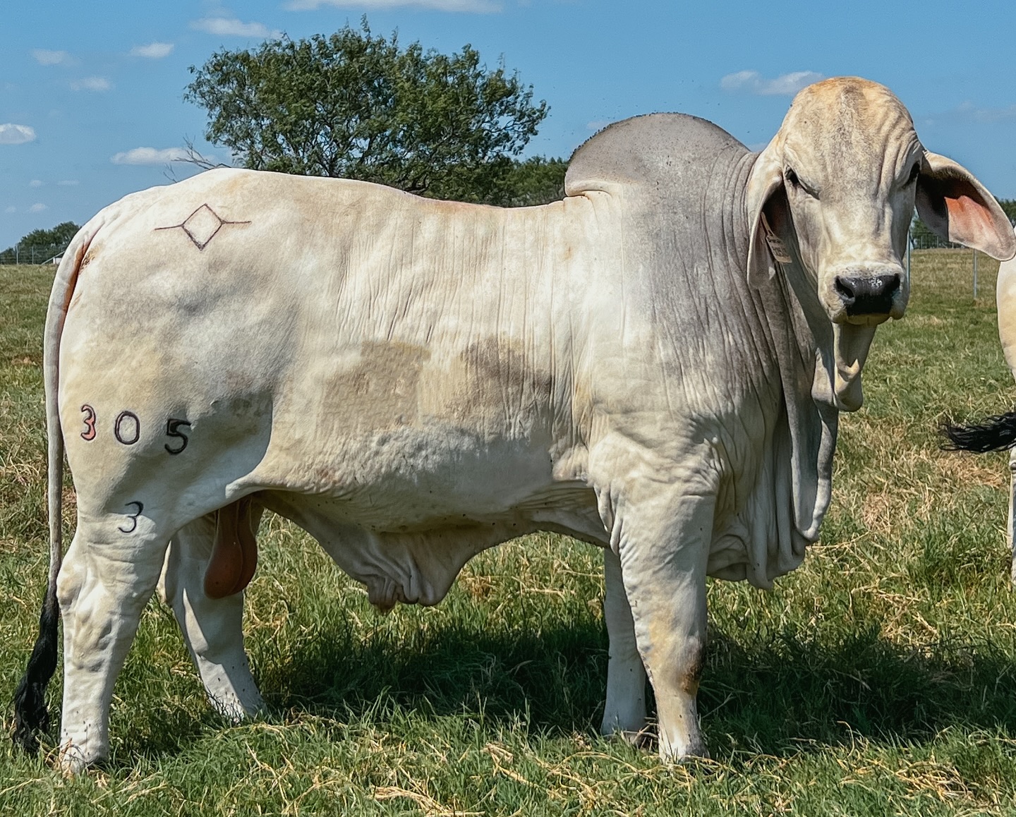 Flying Diamond Ranch | Pleasanton TX