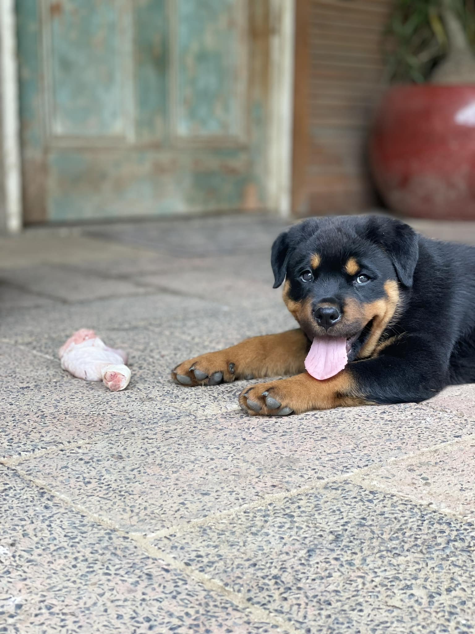 ValleyBob Rottweilers