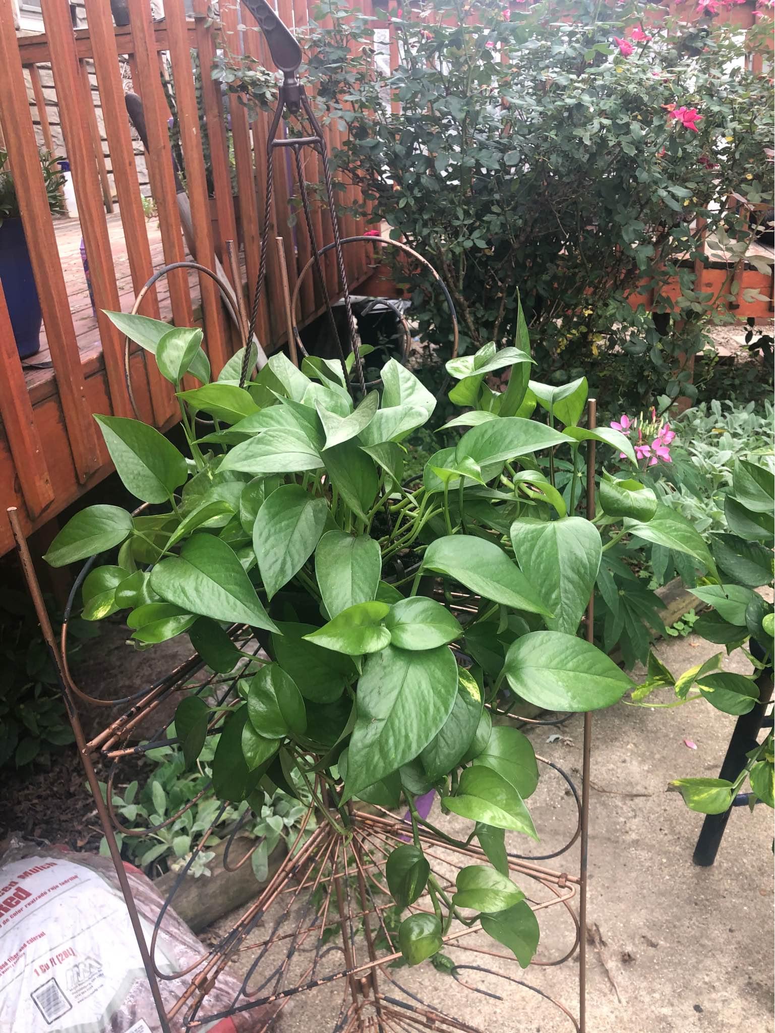 Garden & Outdoor for sale in Brandenburg, Kentucky Facebook Marketplace