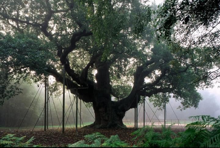 The Major Oak as a Trysting... - The Sheriff of Nottingham | Facebook