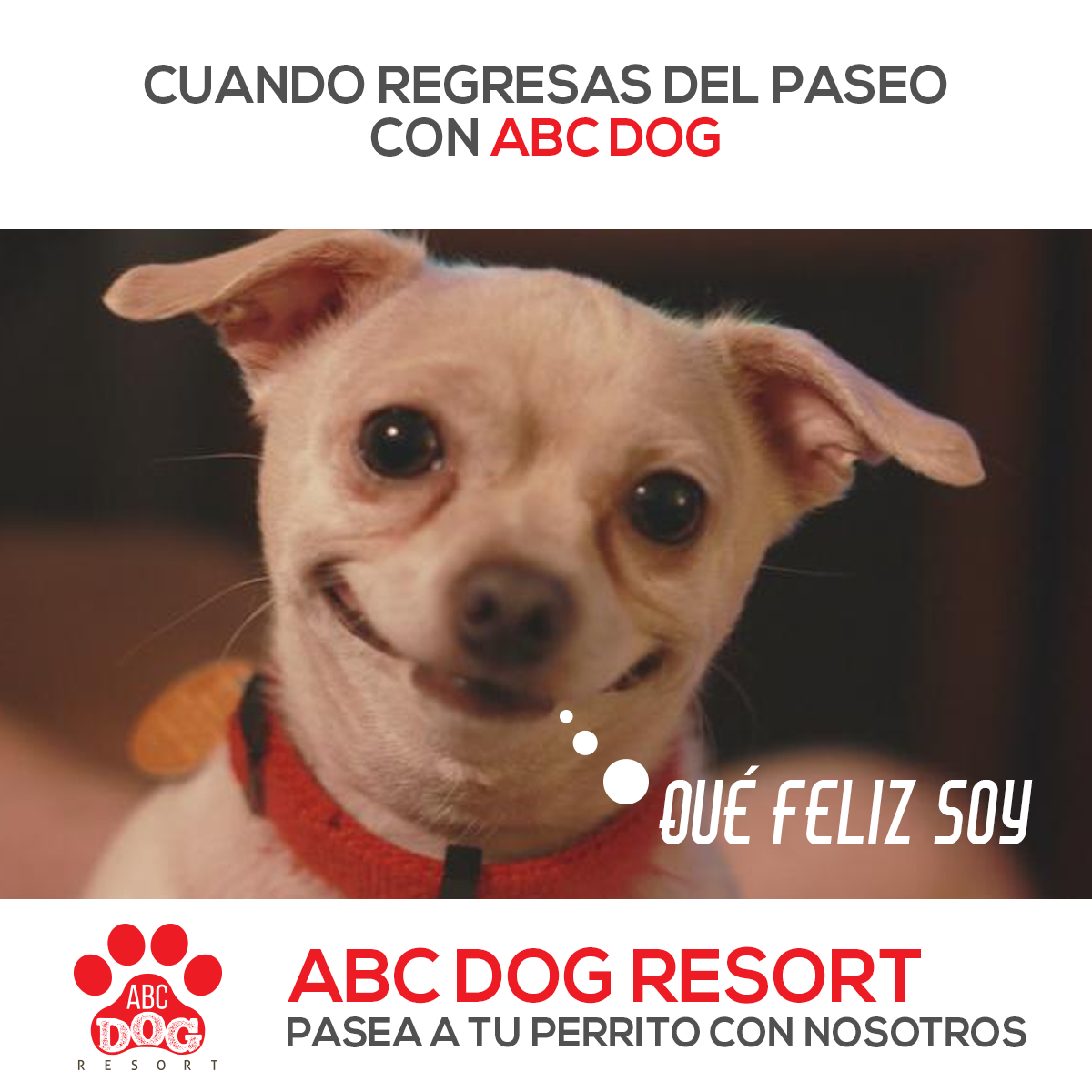 + Paseos en grupo. Paseamos... - ABC DOG Resort Ecuela Canina | Facebook